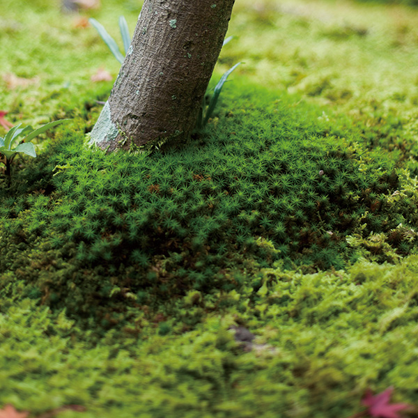 A Garden Woven Together by Time: The Beauty of Moss