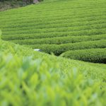 Partners Series: Japanese Tea Lecture - vol.5 ”Organic Tea”　The last of the 5-time series