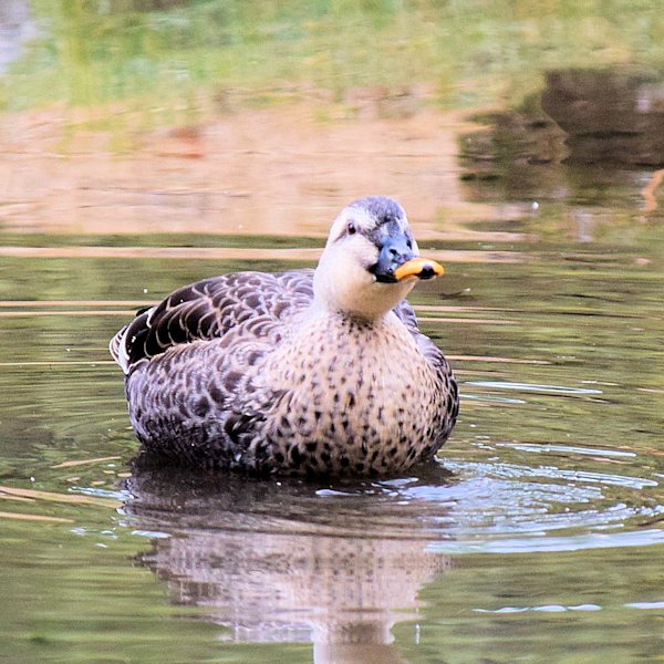 spotted duck01