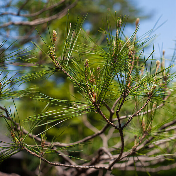 東山・南禅寺界隈の傑作日本庭園 名勝無鄰菴 カフェも営業中