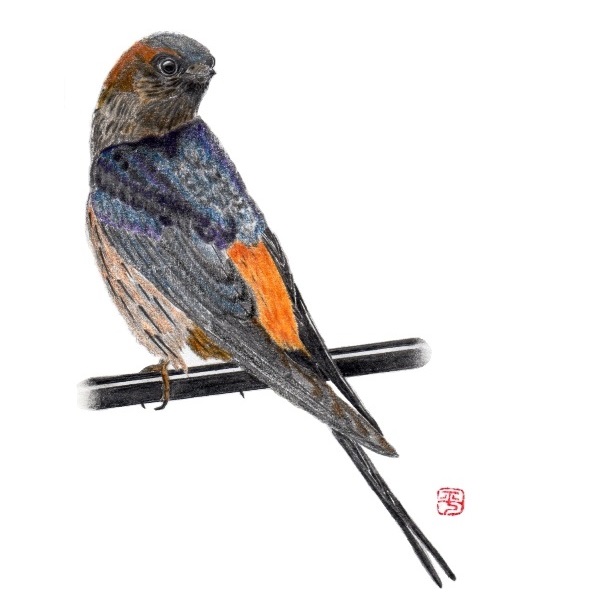 野鳥