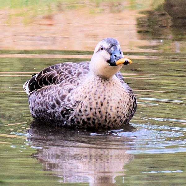 spotbilled duck01