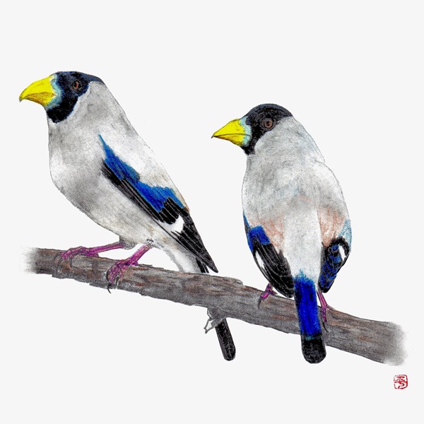 wildbird