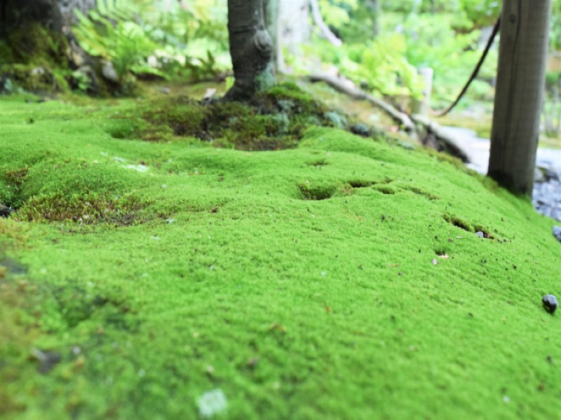 夏 苔の手入れ 静寂な苔とその癒し 京都 東山 南禅寺界隈の傑作日本庭園 名勝無鄰菴