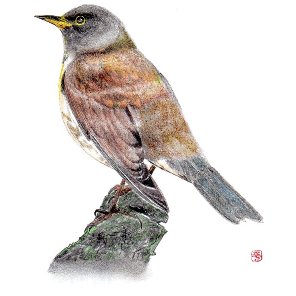野鳥