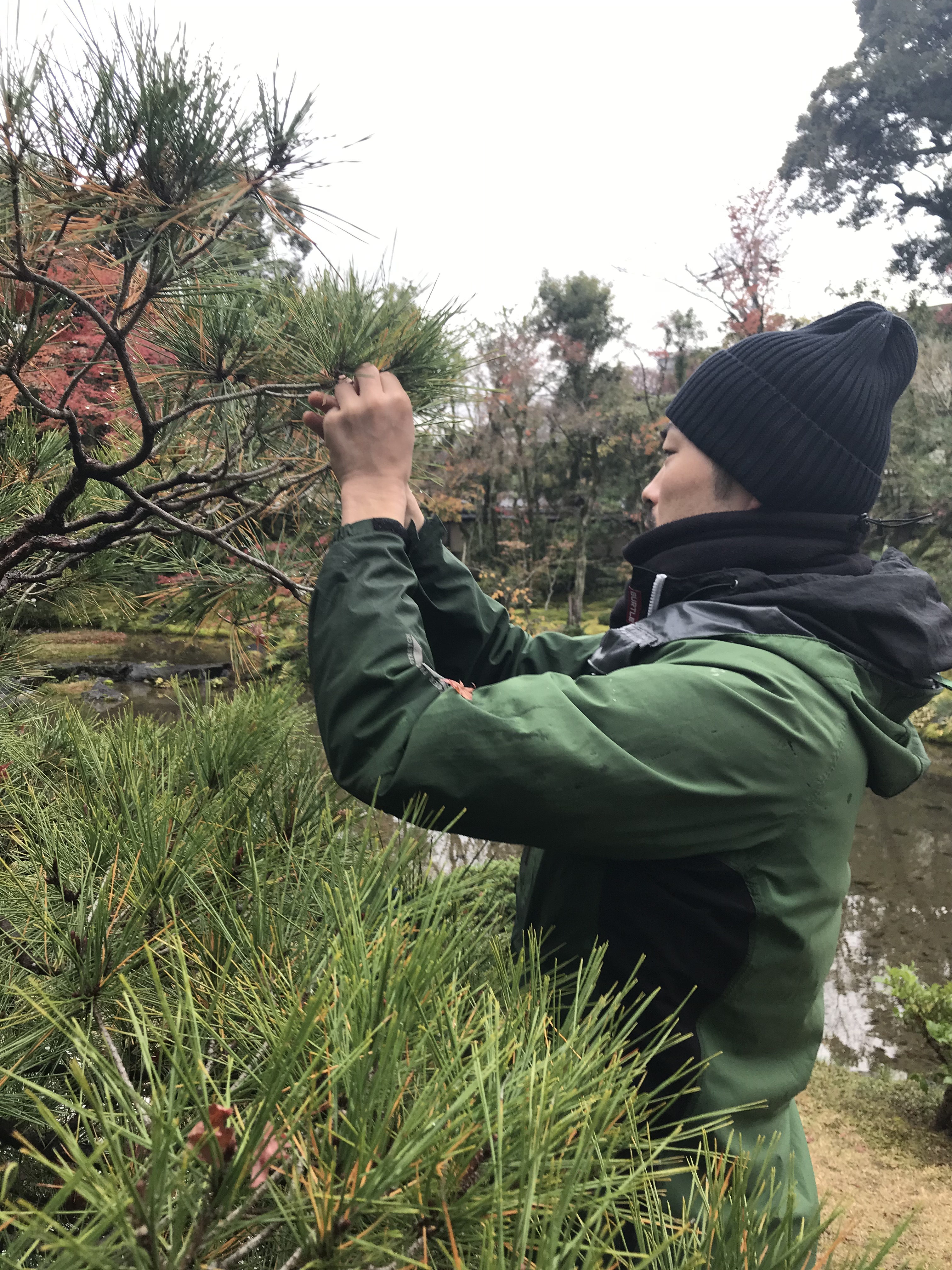 Plucking Pine Needles in Early Winter as a Shared Ritual: Murin