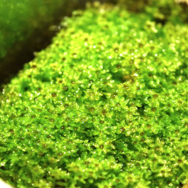 モスモスな苔にさわる